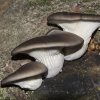 pleurotus ostreatus